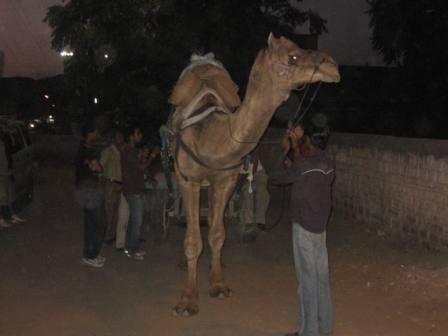 Een gecaste kameel